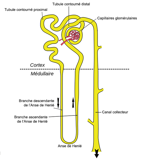 Un néphron (version modifiée d'une image de Trassiorf, Creative Commons).