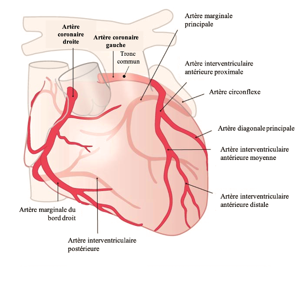 Le réseau coronaire