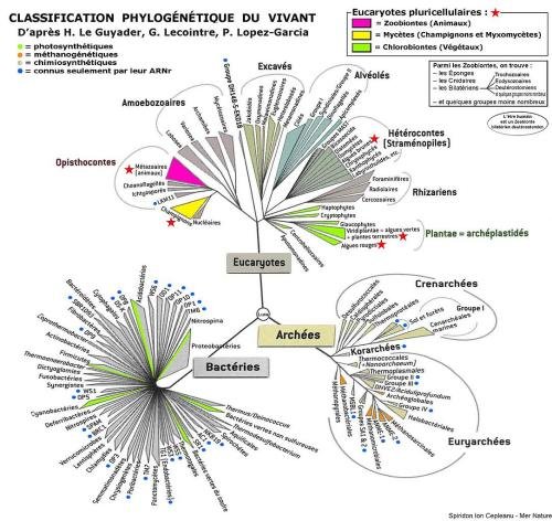 Classement phylogénique des grands groupe du vivant