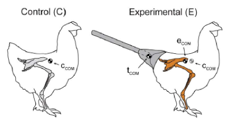 Le poulet, avec ou sans fausse queue. Tiré de l'article.