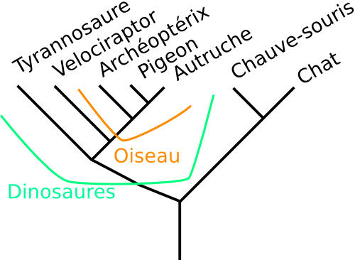 Phylogénie des dinosaures. D'un côté, les dinosaures non-aviens, de l'autre les aviens. Au sein des dinosaures aviens, il y a les oiseaux, qui inclut eux-mêmes les oiseaux modernes et les non-modernes (archéoptéryx).