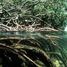 Logo de Les Aventures d'un Gigot : la mangrove