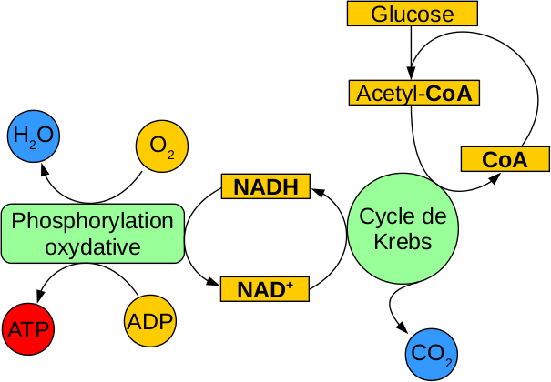 Cycle de Krebs