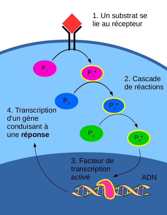 Transcription