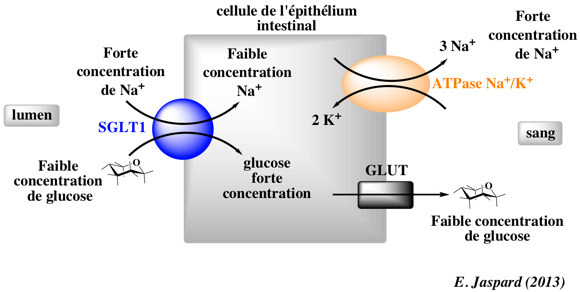 Mécanisme d'absorption intestinale du glucose