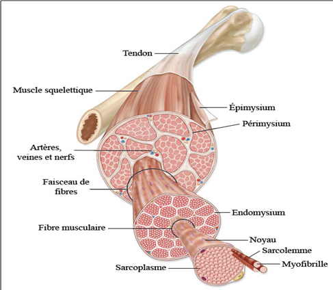 Organisation d'un muscle strié squelettique (https://bacsciencedanslepoche.weebly.com/le-fonctionnement-du-muscle-squelettique.html)