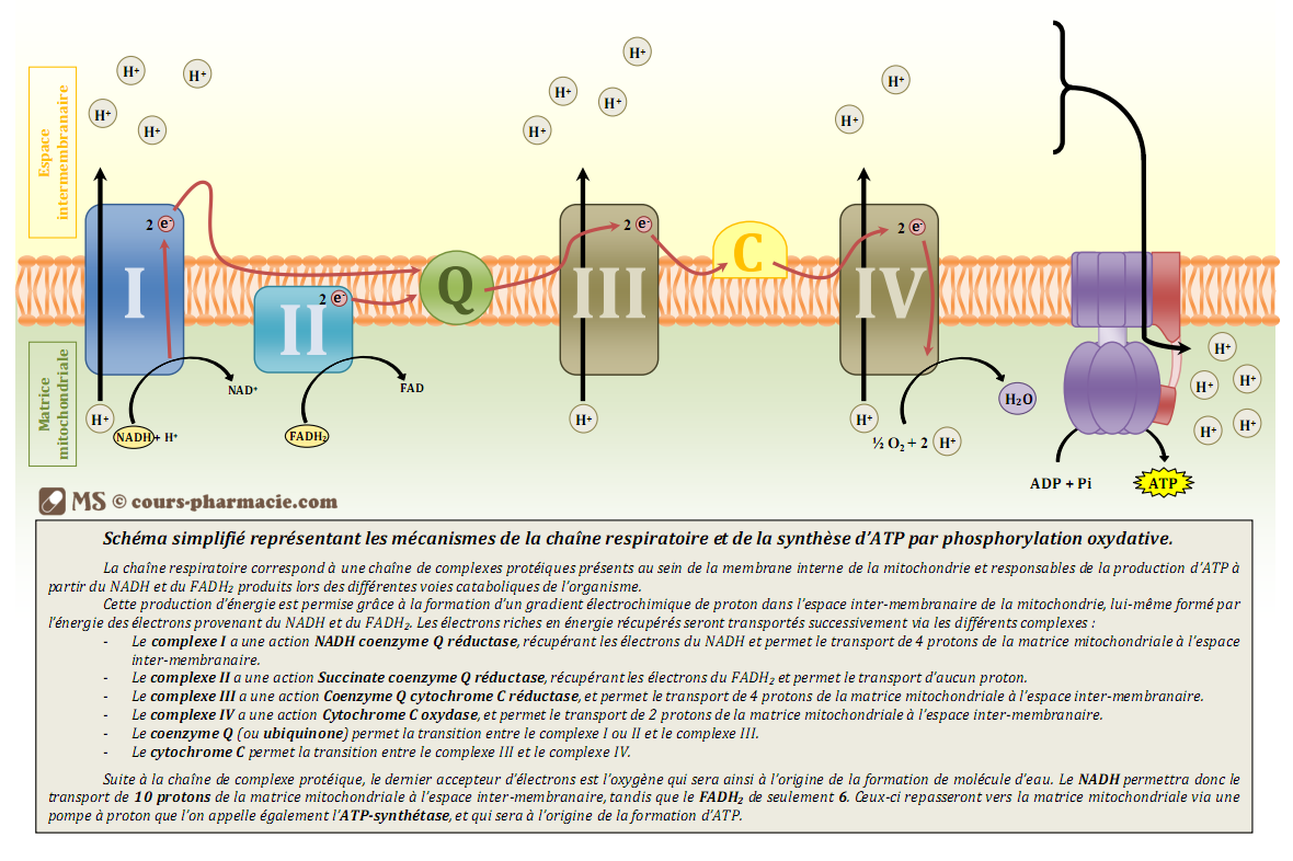 La chaine respiratoire mitochondriale