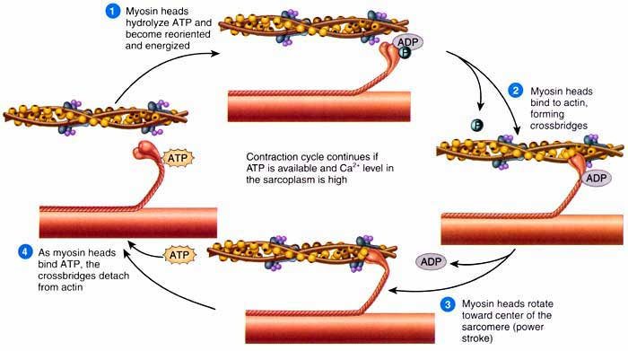 Cycle de contraction