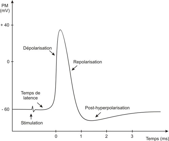 Tracé typique d'un potentiel d'action avec ses 3 phases (http://passeport.univ-lille1.fr/site/biologie/scbio/Neurone/Neurone_web.publi/web/co/03%205%20Potentiel%20d%27action.html)