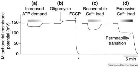 Mesure du potentiel mitochondrial après ajout de FCCP (Source : Nicholls DG and Ward MW. Mitochondrial membrane potential and neuronal glutamate excitotoxicity: mortality and millivolts. 2000. *Trends Neurosci.*)