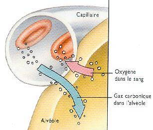 Interface air/sang (alvéoles/sang) (Illustration selon http://dynavie.com)