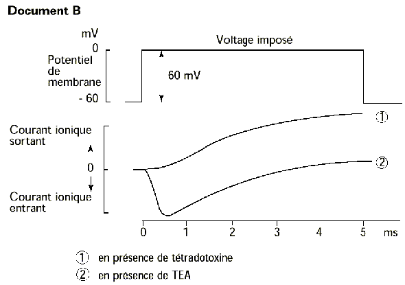 Expériences 2 et 3