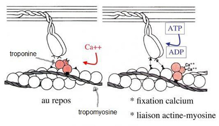 Libération du site de liaison de la myosine sur l'actine