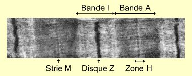 Deux sarcomères observés au microscope