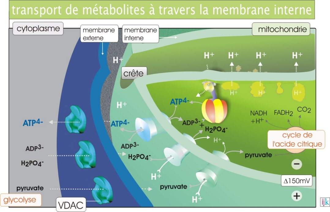 Repérer le symport pyruvate/H+