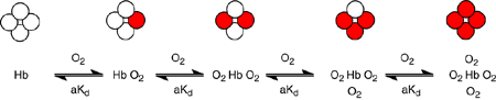 Fixation des molécules de dioxygène sur l'hémoglobine (Illustration selon http://public.asu.edu)