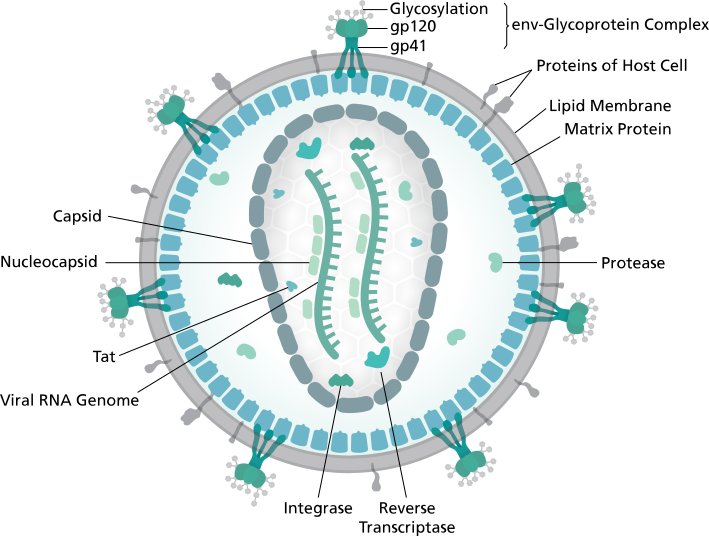Structure du VIH