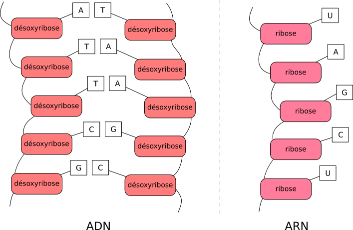 Les bases azotées et le sucre de l'ADN et l'ARN sont légèrement différents.