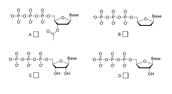 Nucléotides / Séquençage de l'ADN 