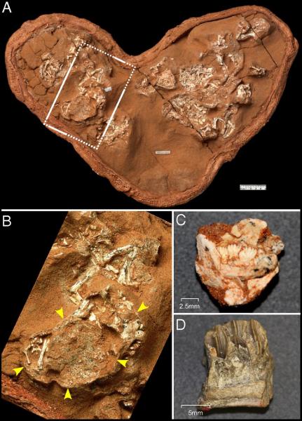 Fossiles des dinosaures exploités.