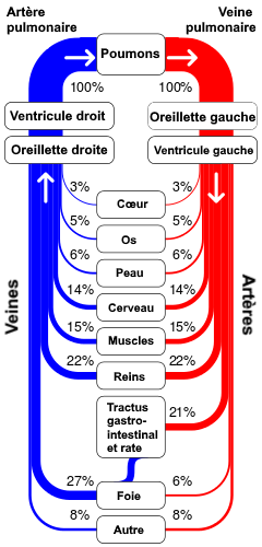 Circulation sanguine en série entre la circulation pulmonaire et systémique