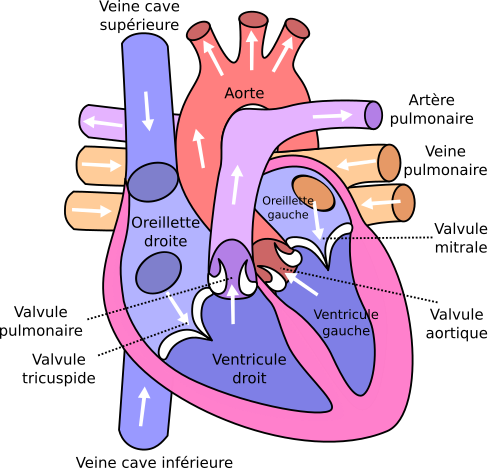 Arrivée et sens du sang dans le cœur