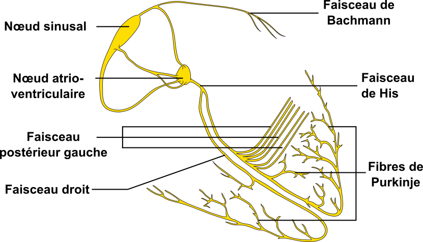 Les fibres de propagation de stimulus électrique / His et Purkinje