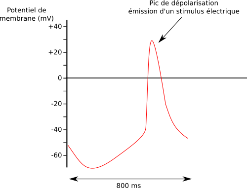 Génération d'une dépolarisation électrique