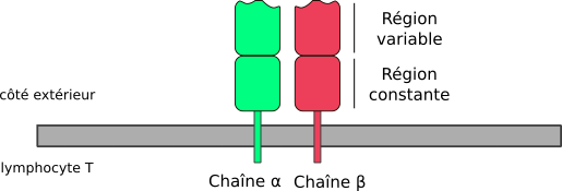 structure TCR