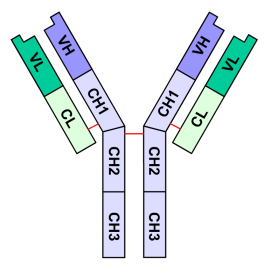 Structure anticorps