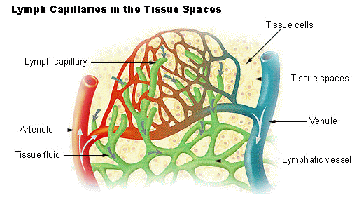 Drainage du liquide interstitiel par la circulation lymphatique