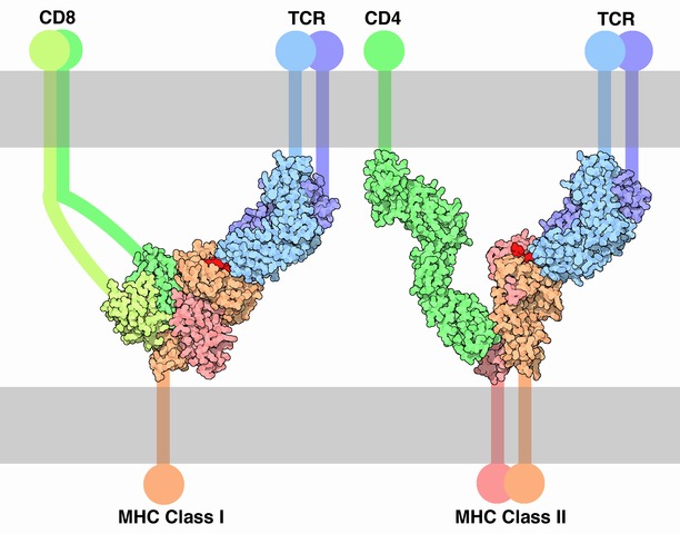 CMH I CD8 et CMH II CD4