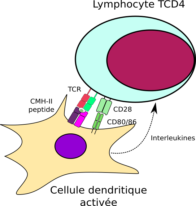 Activation T CD4 par une DC
