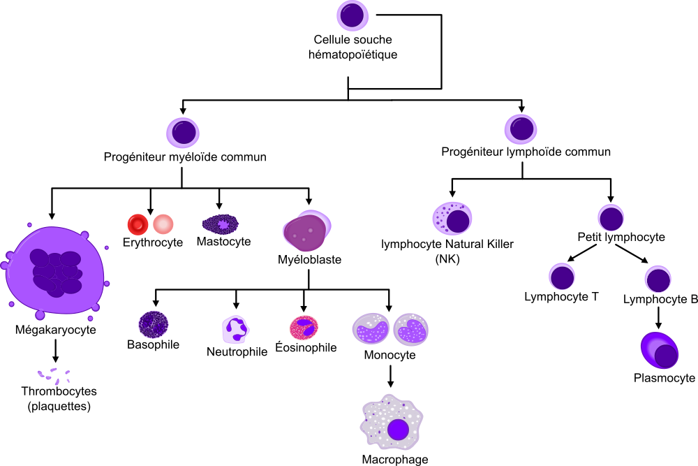 Différenciation d'une cellule