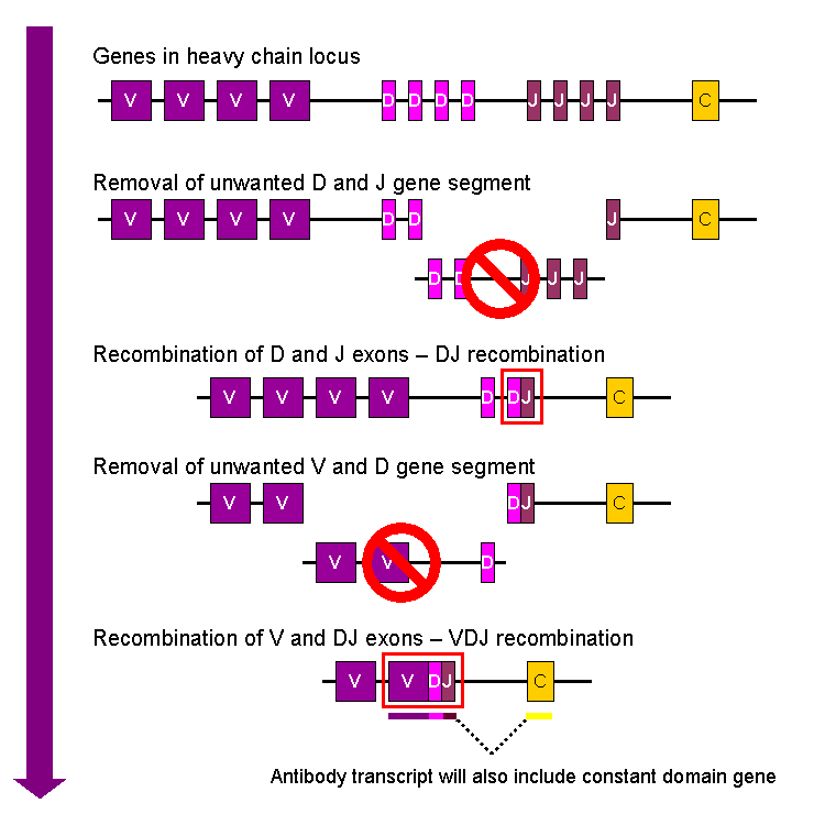 Recombinaison VDJ