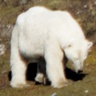 Logo de [Chroniques du Nord] Escapade dans l'archipel du Svalbard