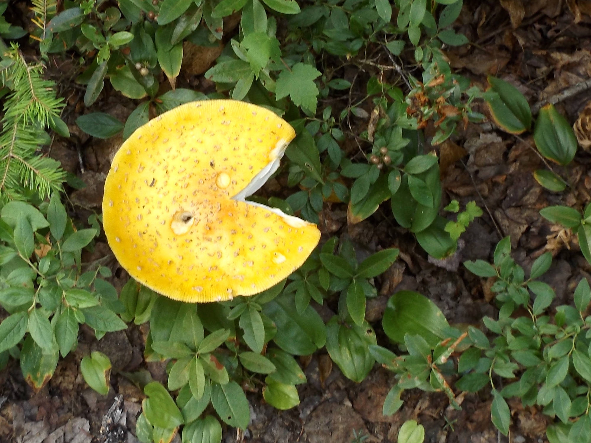 Un champignon pacman