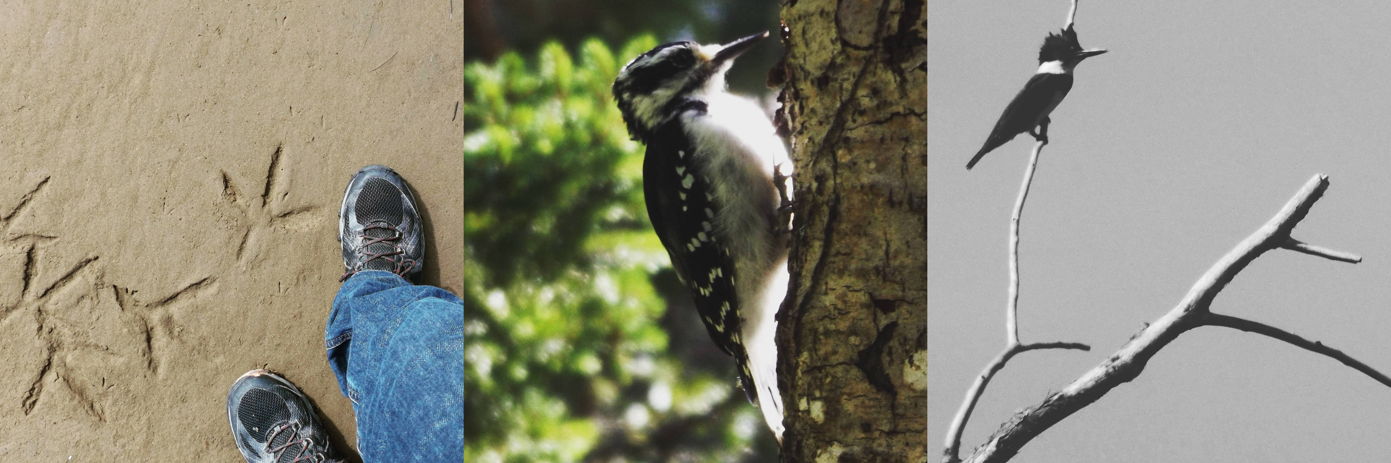 Quelques photos d'oiseaux