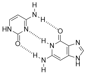 Liaisons hydrogène visibles entre la cytosine (gauche) et la guanine (droite).