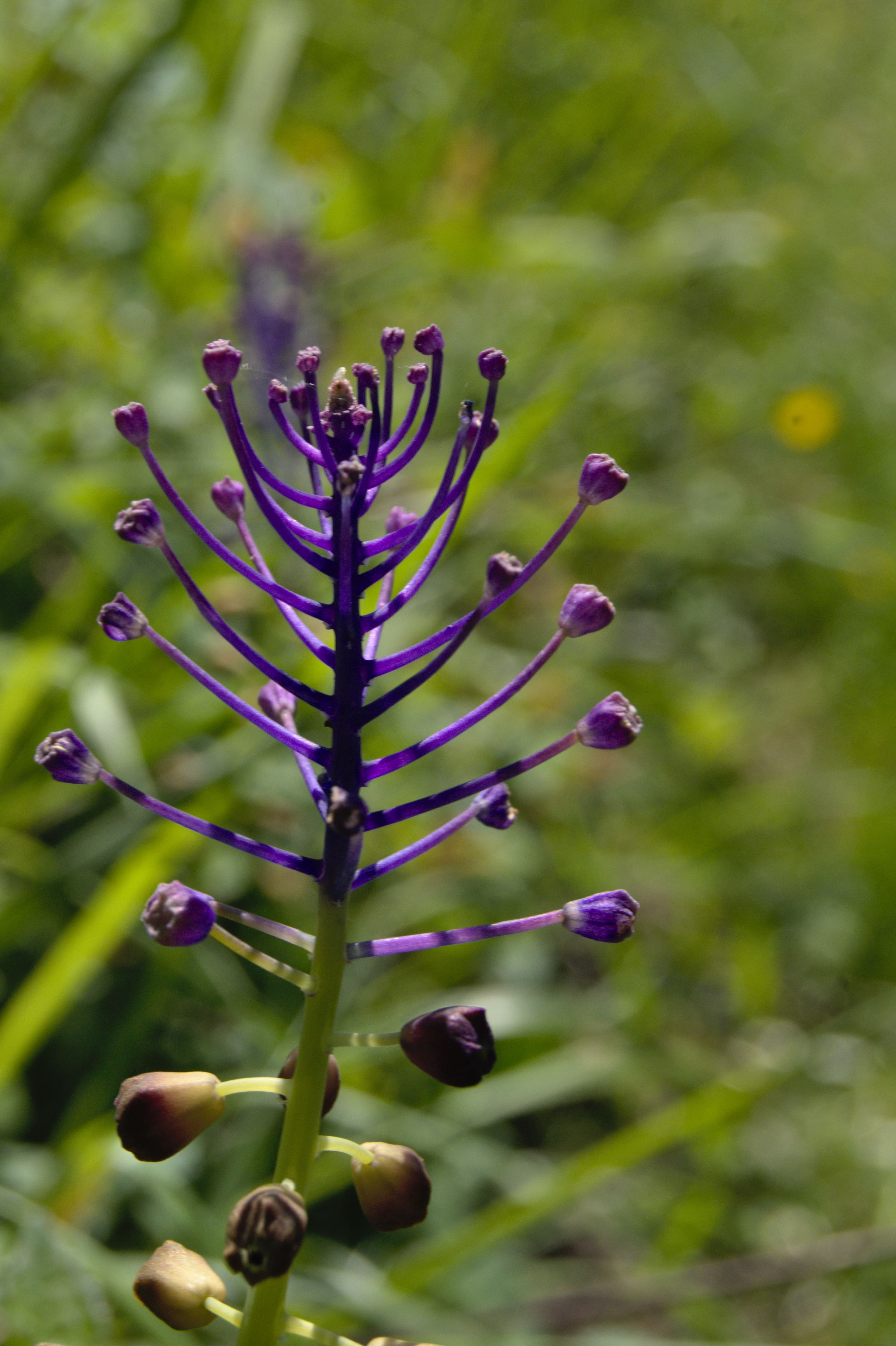 Le muscari à toupet